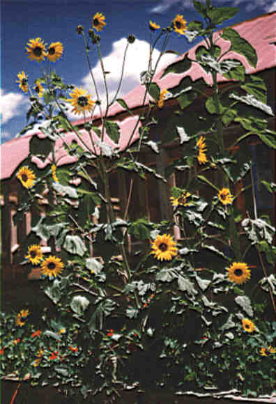right decoration sunflower