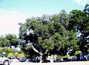big Los Altos tree