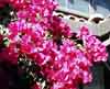 Magenta flowers outside the Sushi House in Palo Alto