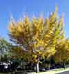 Gingko biloba trees along Middlefield