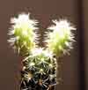 cactus buds