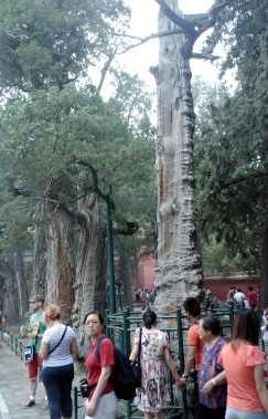 Strangely stunted trees in the Forbidden City
