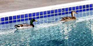 Mallards in the swimming pool