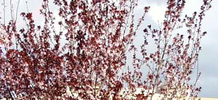 cherry tree in Cupertino